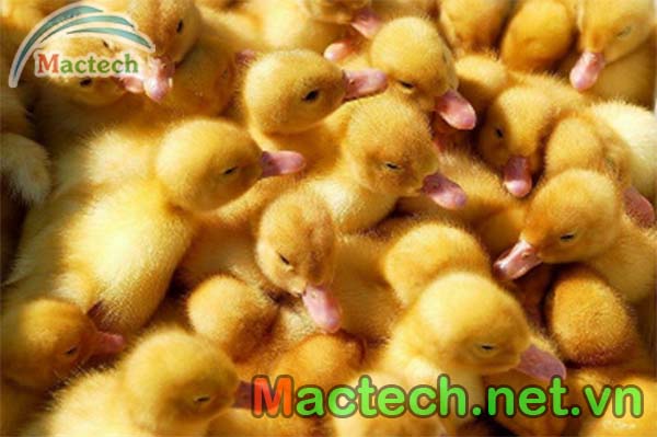 Chăm sóc vịt con sau khi nở