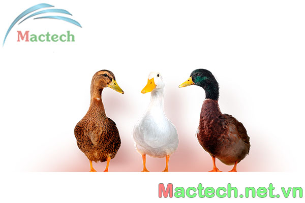 Các giống vịt siêu thịt hiện nay