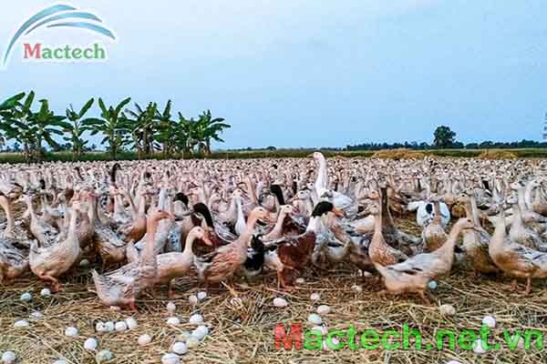 Khi nào vịt đẻ lứa đầu tiên