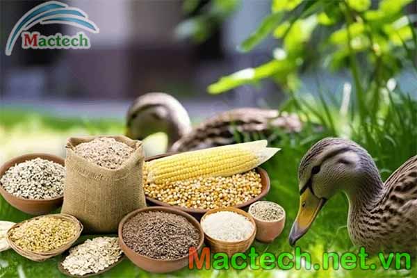 Bảng giá trị dinh dưỡng cho vịt sinh sản