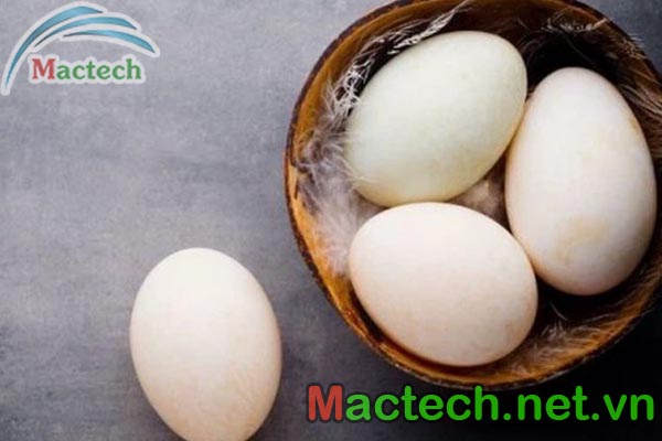 Bảo quản trứng vịt trước khi ấp