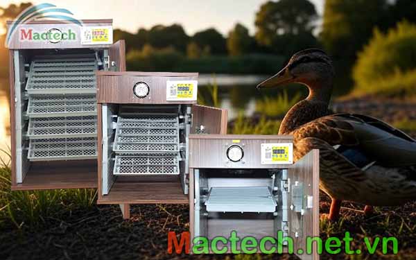 Nhiệt độ ấp trứng vịt bằng máy ấp trứng mini Mactech
