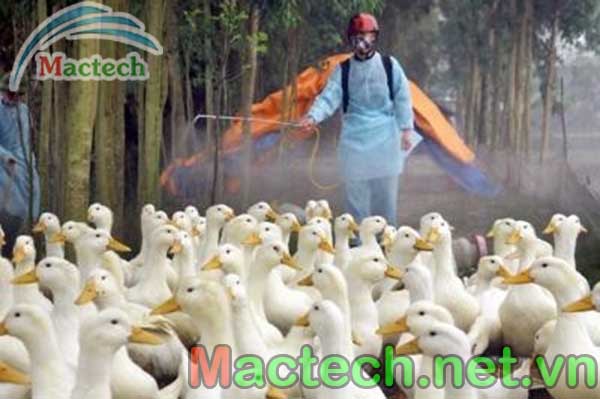 Lịch tiêm phòng cho vịt