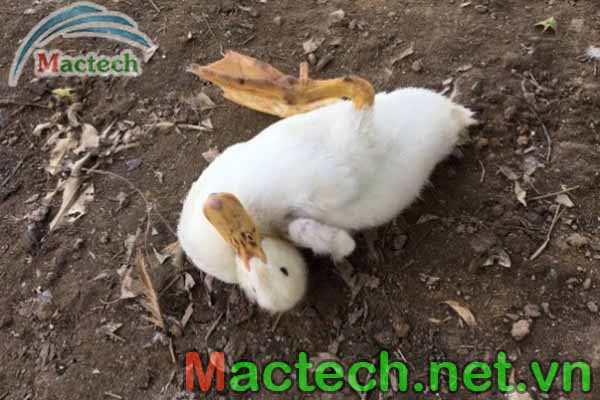 các bệnh thường gặp ở vịt