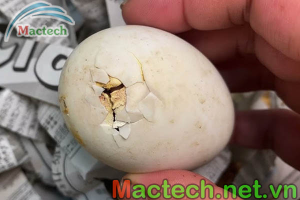 Hạn Chế Các Hiện Tượng Bất Thường Khi Ấp Trứng Vịt 