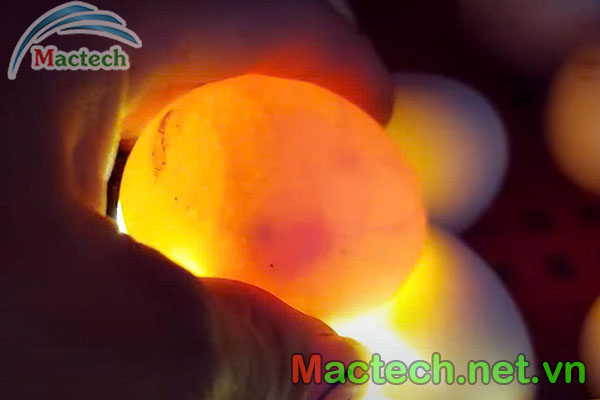Trứng vịt ấp bao nhiêu ngày thì soi