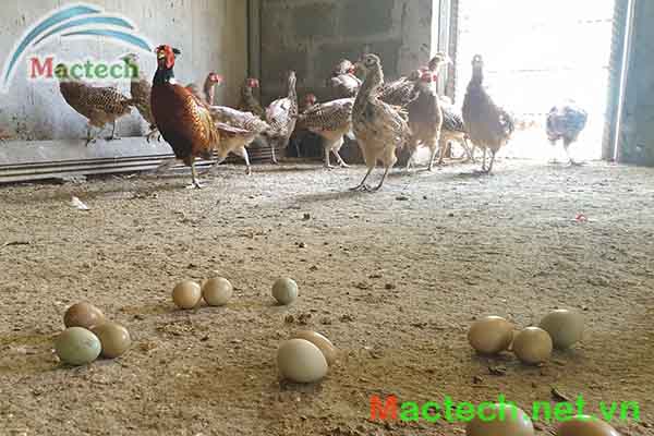 Kỹ thuật ấp trứng chim trĩ