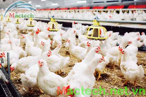 Các giống gà siêu thịt ở Việt Nam