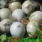 Độ ẩm ấp trứng chim trĩ