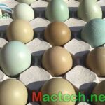 Kĩ thuật bảo quản trứng chim trĩ