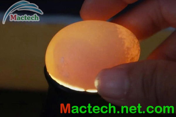 Các hiện tượng bất thường khi ấp trứng chim trĩ