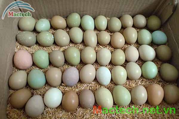 Kỹ thuật chọn trứng chim trĩ trước khi ấp
