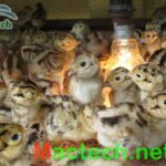 Nhiệt độ úm chim trĩ
