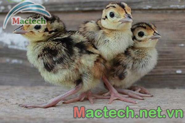 Kỹ thuật nuôi chim trĩ con 3 tháng đầu đời