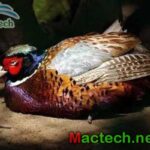 Các bệnh thường gặp ở chim trĩ