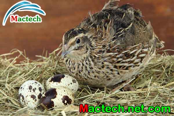 Nhiệt độ ấp trứng chim cút