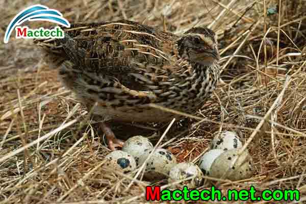 Độ ẩm ấp trứng chim cút