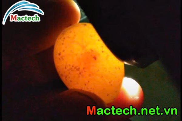 Kỹ thuật soi trứng chim cút