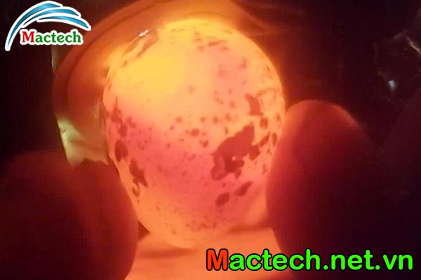 Trứng cút ấp bao nhiêu ngày thì soi