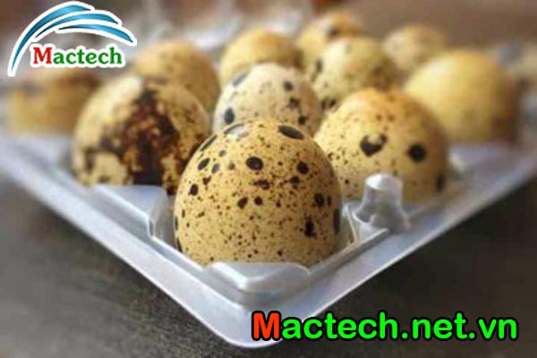 Kỹ thuật chọn trứng cút trước khi ấp