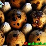 Kỹ thuật bảo quản trứng cút